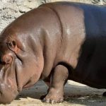 Japonya Hayvanat Bahçesi Su Aygırının Dişi Olduğunu Yedi Yıl Sonra Anladı – Son Dakika Dünya Haberleri