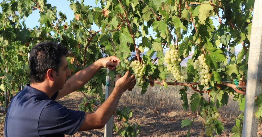Erzincan’da 220 üzüm çeşidinin genetiğinden 5 yeni çeşit üretildi