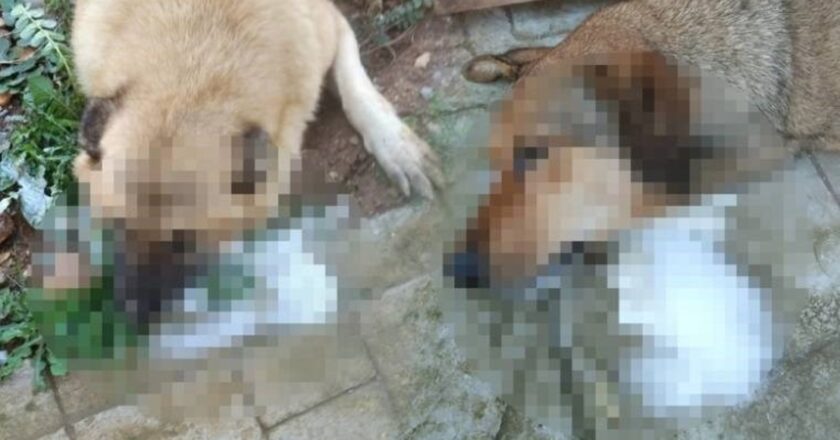 Manisa’da katliam! Köpekleri zehirleyerek öldürdüler! – Türkiye’den son dakika haberleri