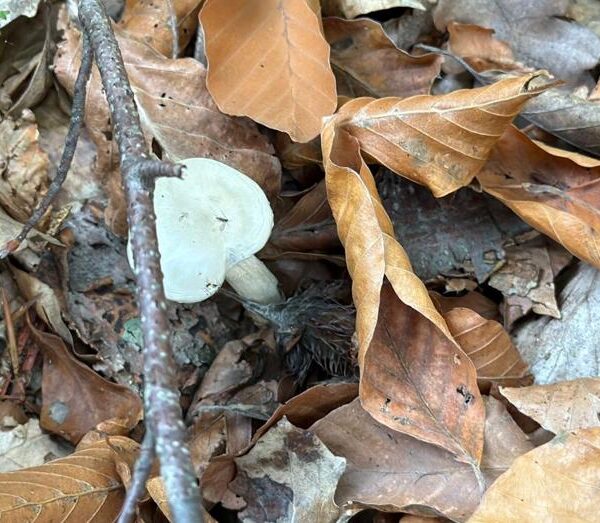 Doğada 10 binden fazla bulunuyor: Organ yetmezliği riski!